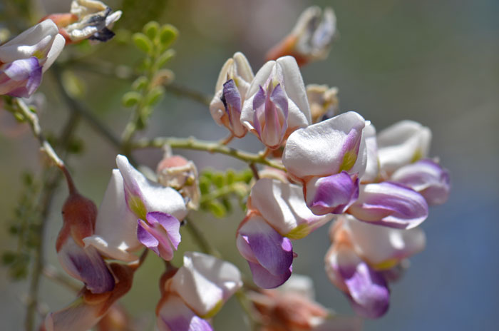 Desert Ironwood has beautiful and showy flowers. This species is relatively rare in the United States where it is found only in Arizona and California. Olneya tesota 